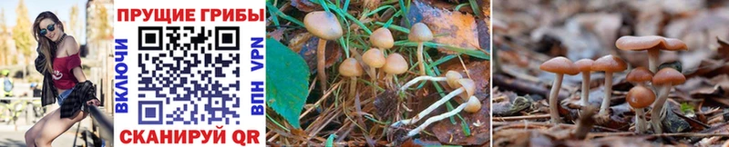 Галлюциногенные грибы MAGIC MUSHROOMS  Отрадная 